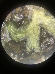Ricciaceae