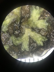 Ricciaceae