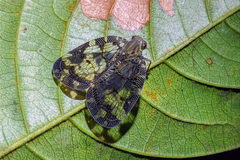 Nogodina reticulata