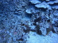 Amphiprion melanopus