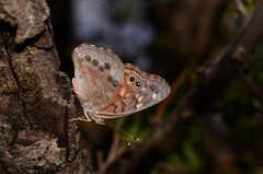 Asterocampa celtis antonia