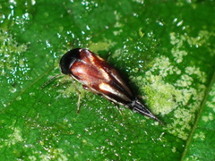 Mordellinae