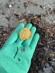 Telmessus cheiragonus