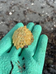 Telmessus cheiragonus