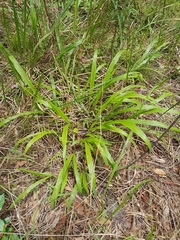 Paspalum scrobiculatum