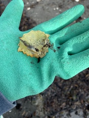 Telmessus cheiragonus