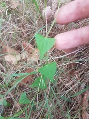 Zehneria cunninghamii