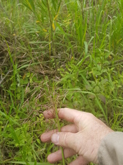 Capillipedium spicigerum