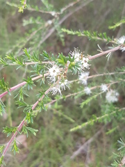 Kunzea ambigua