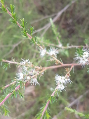 Kunzea ambigua