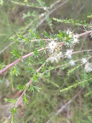 Kunzea ambigua