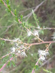 Kunzea ambigua