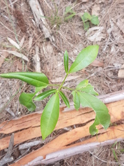 Melicope elleryana