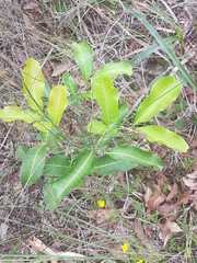 Cupaniopsis anacardioides
