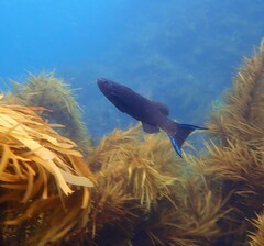 Olisthops cyanomelas