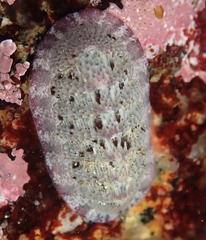 Lepidozona scrobiculata