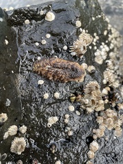 Aeolidia