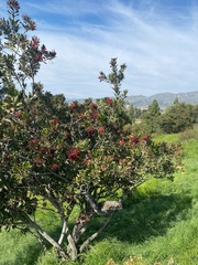 Heteromeles arbutifolia