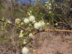 Mimosa farinosa