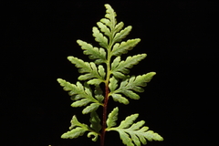 Cheilanthes distans