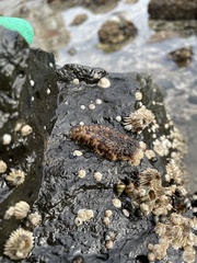 Aeolidia