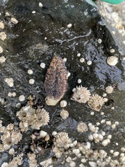 Aeolidia