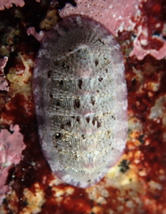Lepidozona scrobiculata