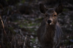 Cervus nippon centralis