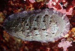 Lepidozona scrobiculata