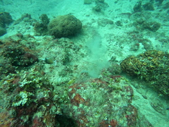 Sufflamen chrysopterum