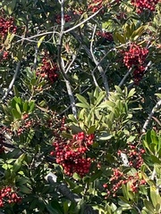 Heteromeles arbutifolia
