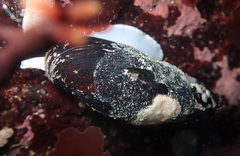 Atrimitra idae