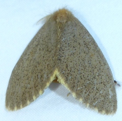 Nygmia uniformis