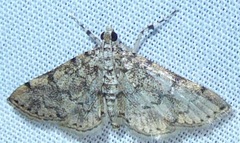 Nacoleia charesalis