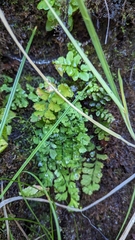Adiantum aleuticum