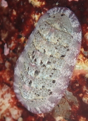 Lepidozona scrobiculata