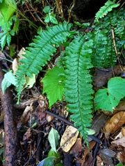 Hymenasplenium cheilosorum