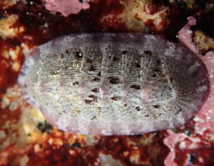 Lepidozona scrobiculata