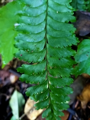 Hymenasplenium cheilosorum