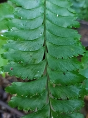 Hymenasplenium cheilosorum