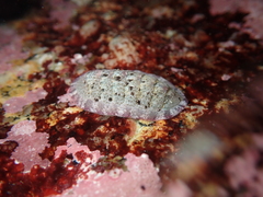 Lepidozona scrobiculata