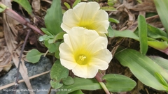 Xenostegia tridentata
