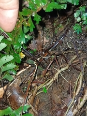 Hymenasplenium cheilosorum