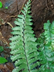 Hymenasplenium cheilosorum