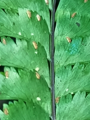 Hymenasplenium cheilosorum