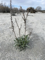 Heterotheca sessiliflora