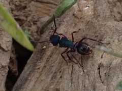 Polyrhachis hookeri