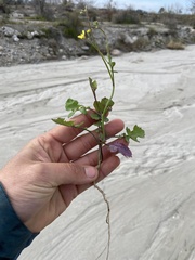 Brassica fruticulosa
