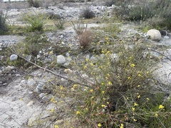 Brassica fruticulosa