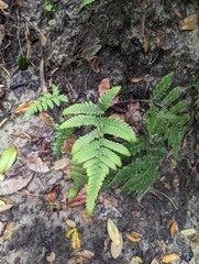 Deparia petersenii